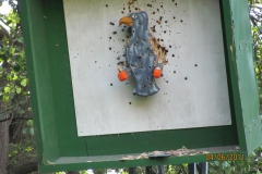 koenig_der_koenige_92